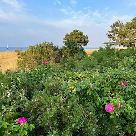 House With Wild Roses And Sunbeams